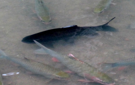 Đổ[-]xô[-]xem[-]"Cá[-]Chúa"[-]ở[-]suối[-]Cá[-]Thần